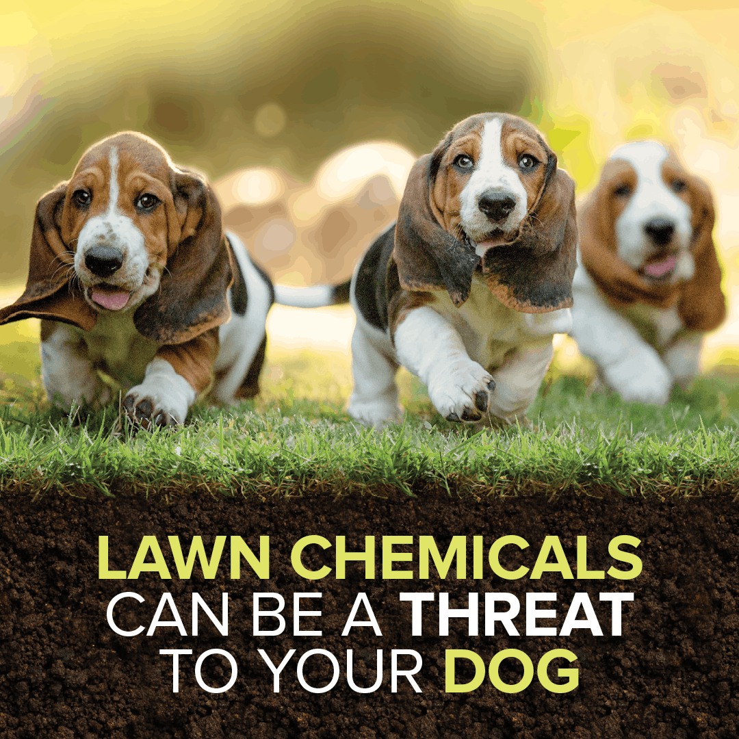 3 dogs running on a grass lawn towards you