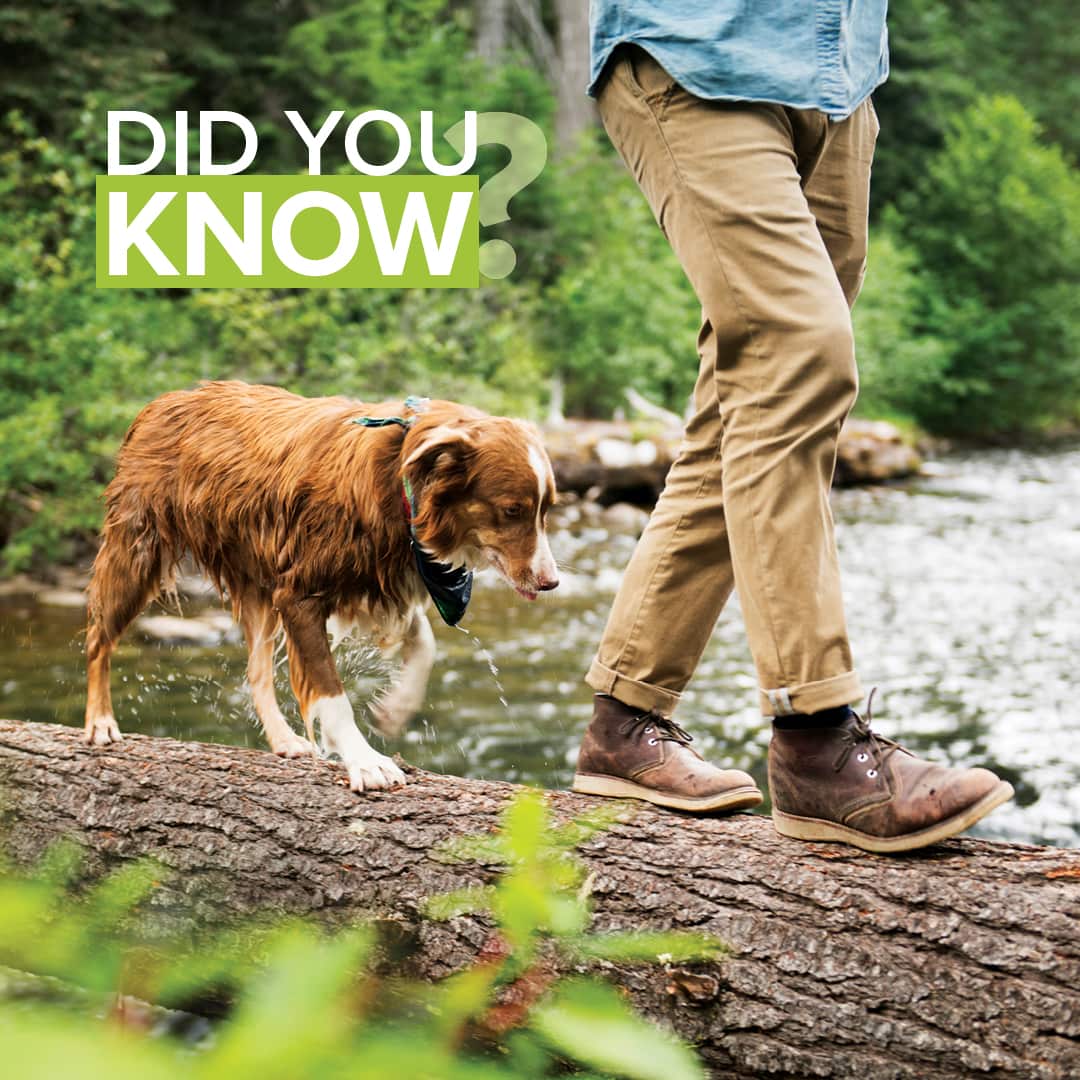 man followed by a border collie walking along a large log in a lush green forest