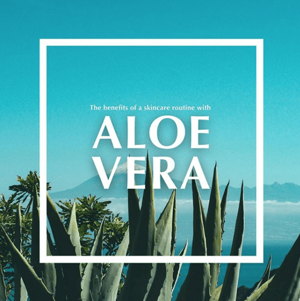 an aloe vera plant outside with just open blue sky behind. there is a text box over the image that reads "Aloe Vera"