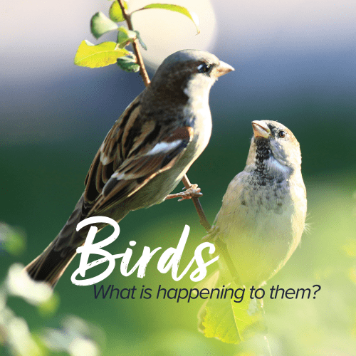 2 birds sitting on branches - there is text over the image that reads "Birds - what's happening to them?"