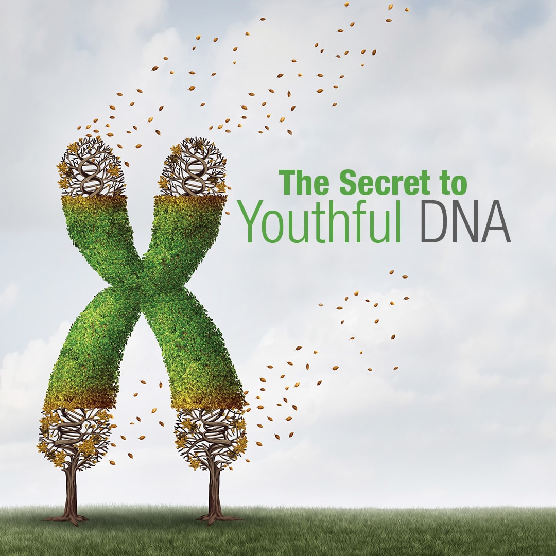 Text that reads "Telomeres the Secret to Youthful DNA" beside a drawing of 2 green shrubs that are trimmed to cross and form an "X" . The tops and bottoms are edged with brown leaves blowing away