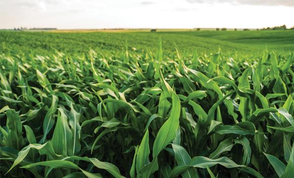 From Silent Spring to Living Soil