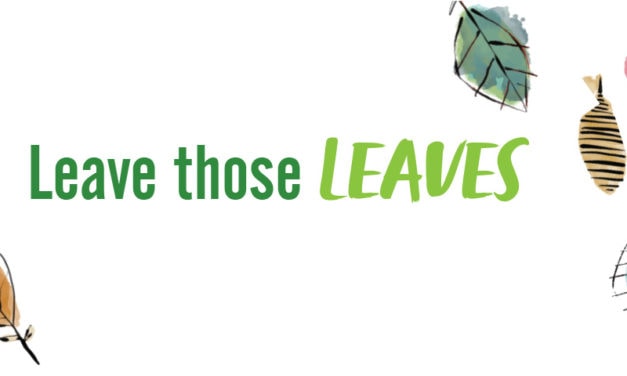 Leave Those Leaves