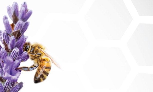 Neonicotinoids & Insomniac Bees