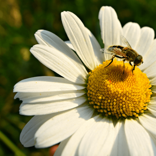 a close up shot of a bee on a daisy