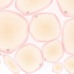 Fat Cells’ Fight Against Silent Inflammation