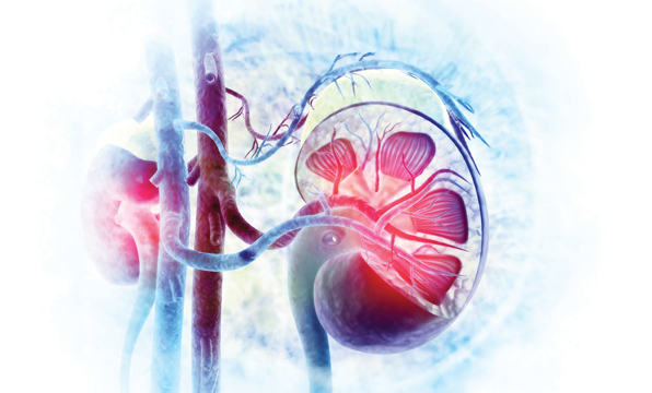 Awaken Your Adrenals: The Key to Vitality