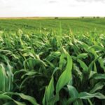 From Silent Spring To Living Soil